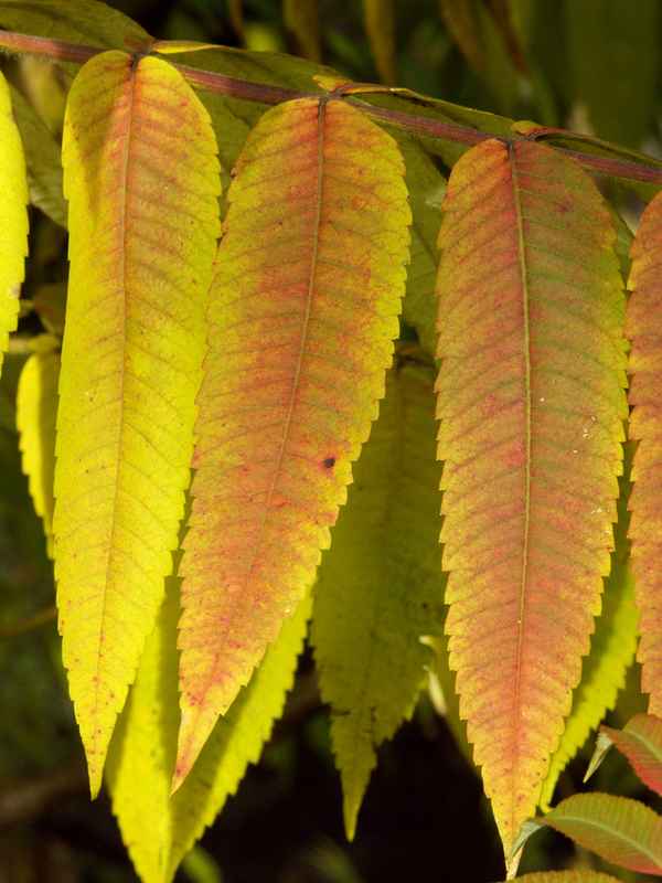 herbst