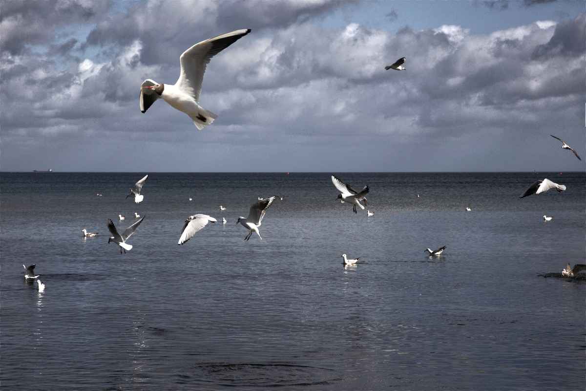 Möwen am Strand