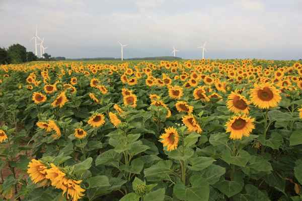 Sonnenanbeter und Windfänger
