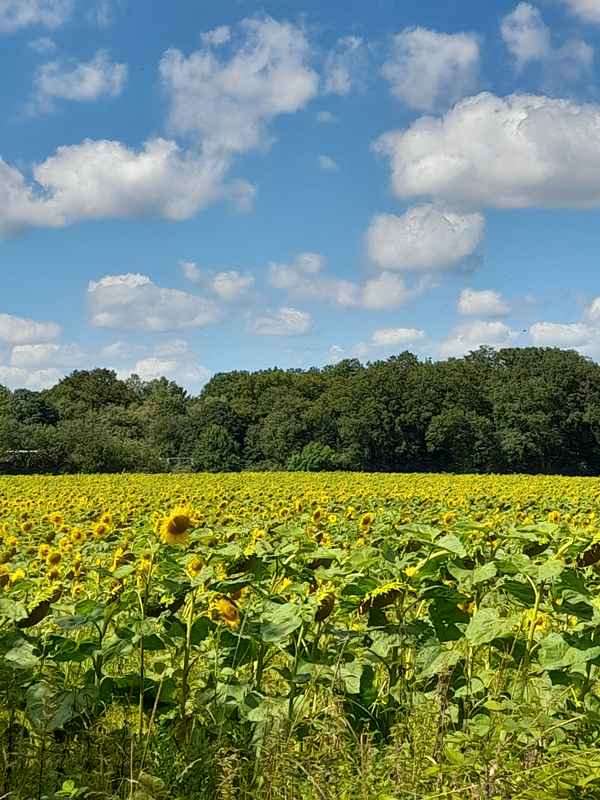 Sonnenblumenfeld