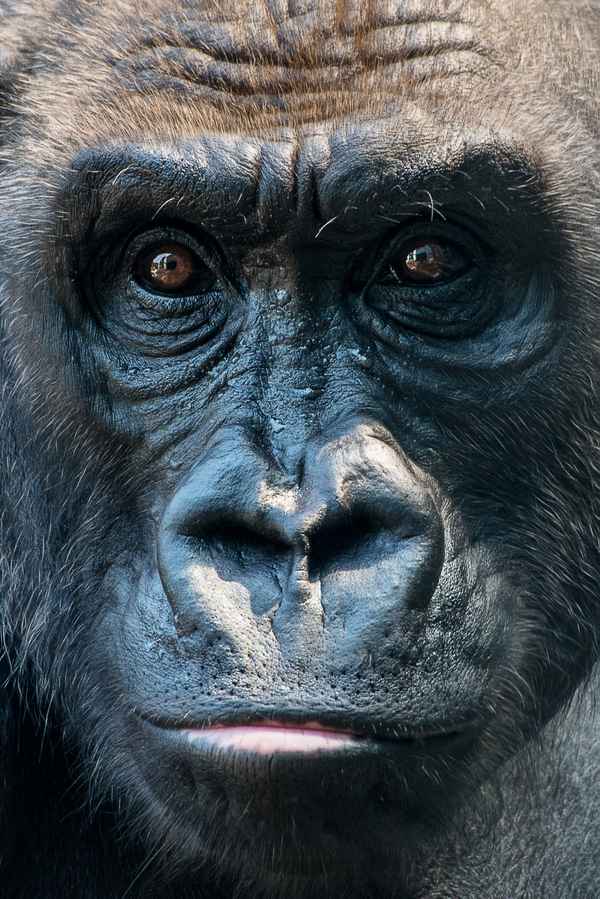 Gorilla Portrait