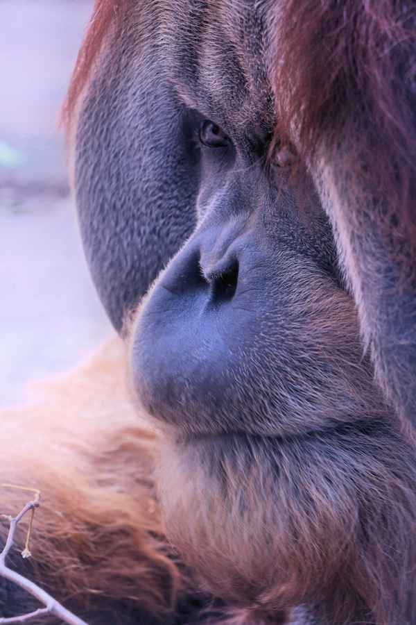 Sumatra-Orang-Utan
