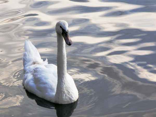 Aufgeplustert oder Leicht empört