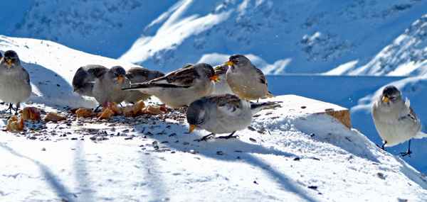 Futterstelle im Winter 2