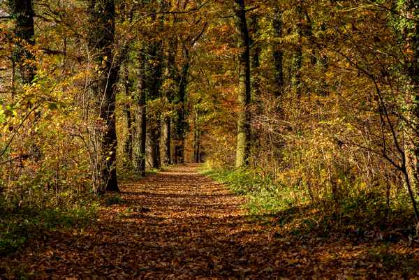 Herbstwald