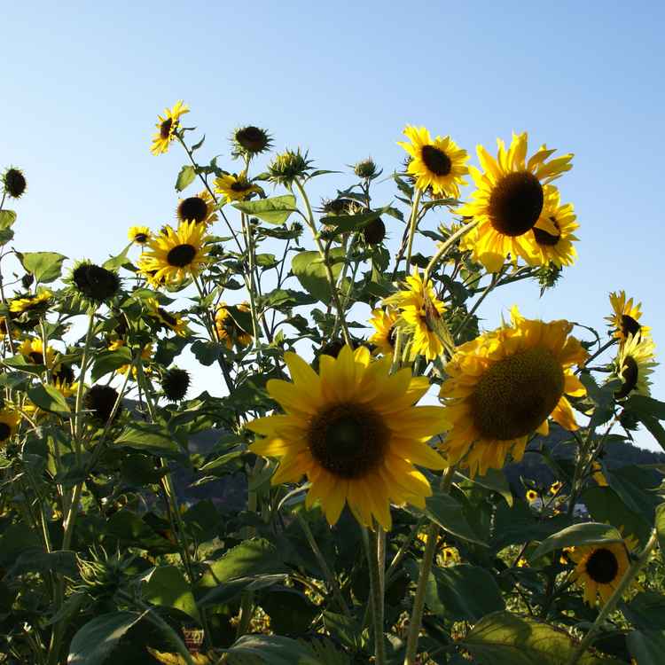Sonnenblumen in der Pfalz