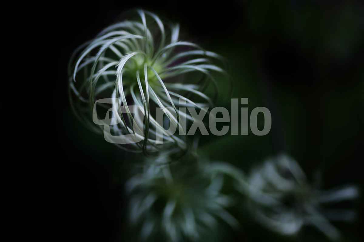 Clematis