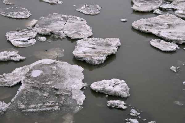 Scholle mal klein, mal gro&szlig;