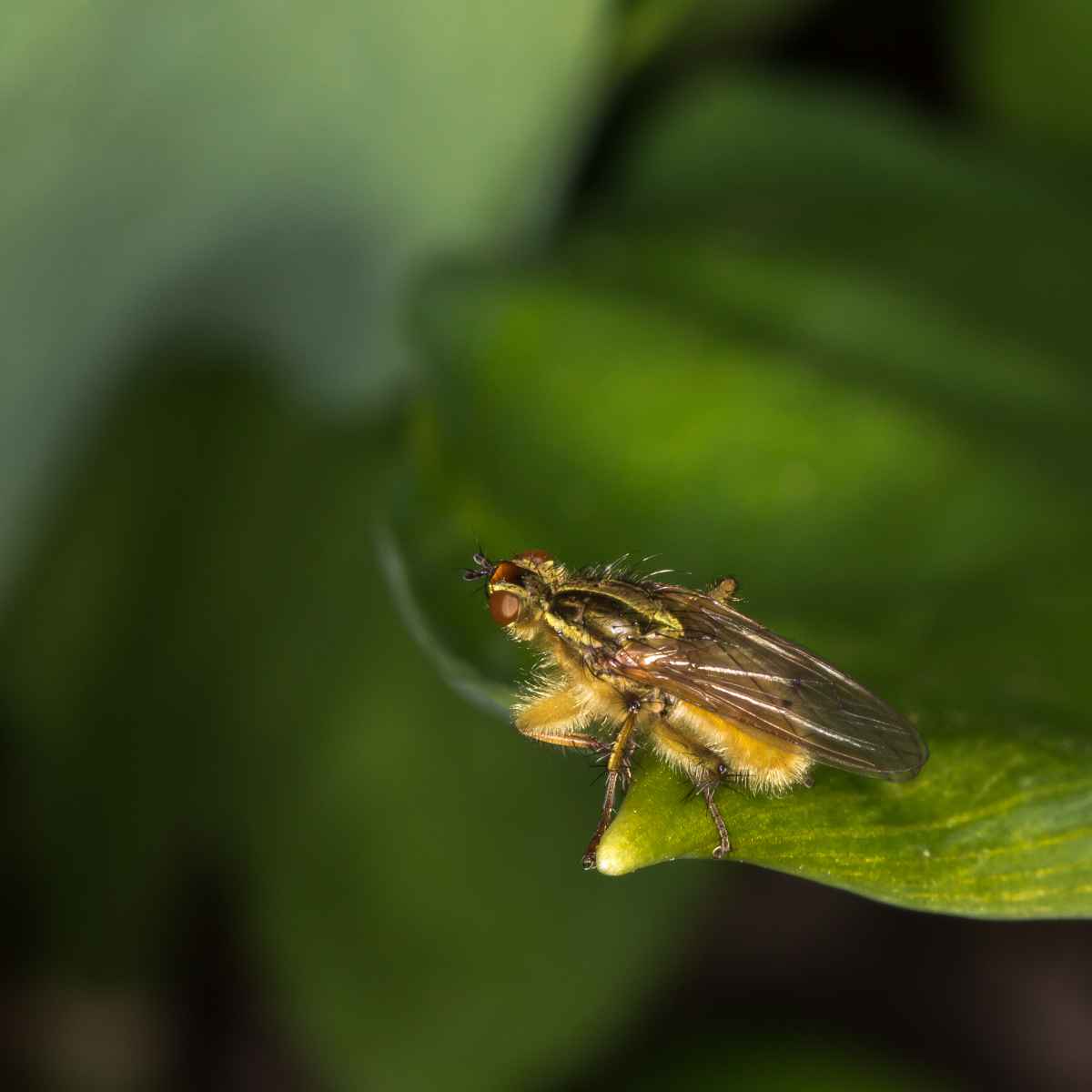 Gelbe Dungfliege