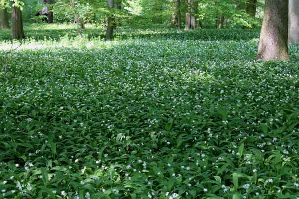 Bärlauch in Hülle und Fülle