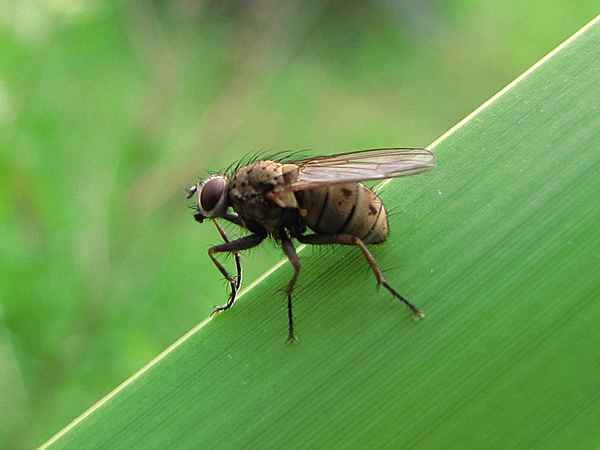 Fliege3