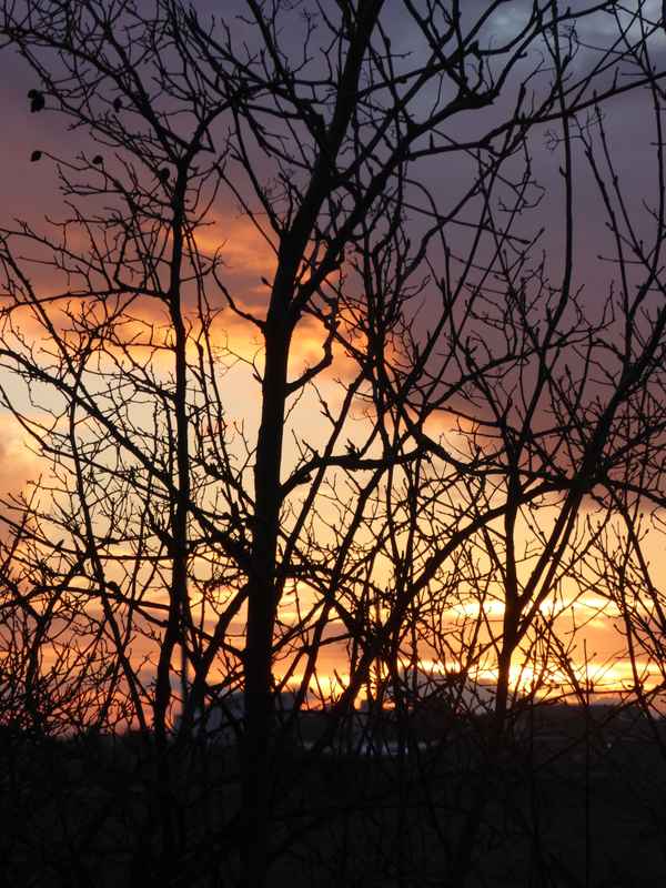 Abendsonne hinter kahlen Bäumen