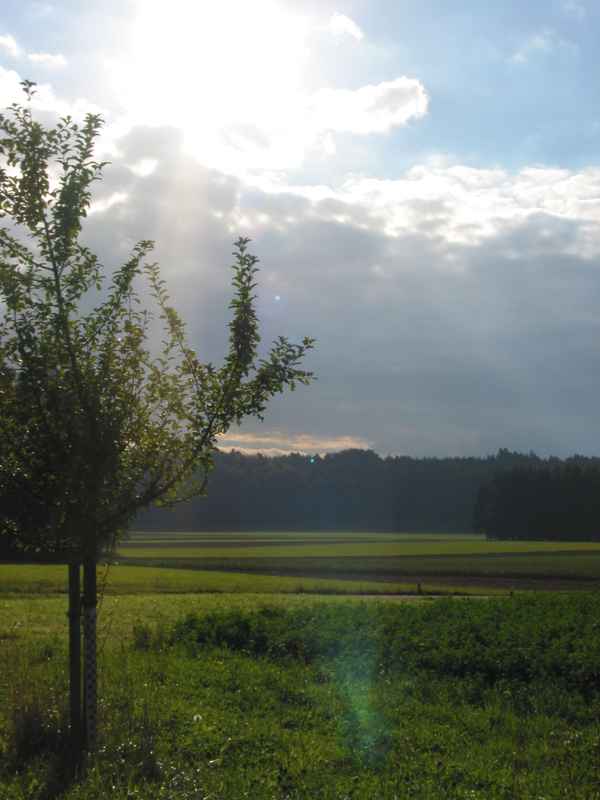 Baum und Wiese im Gegenlicht