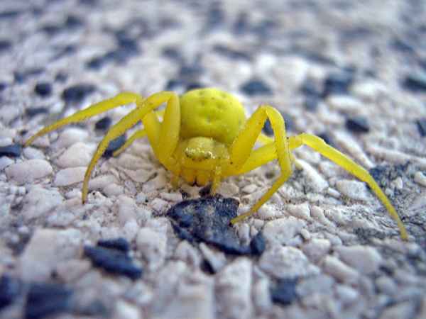 Veränderliche Krabbenspinnne