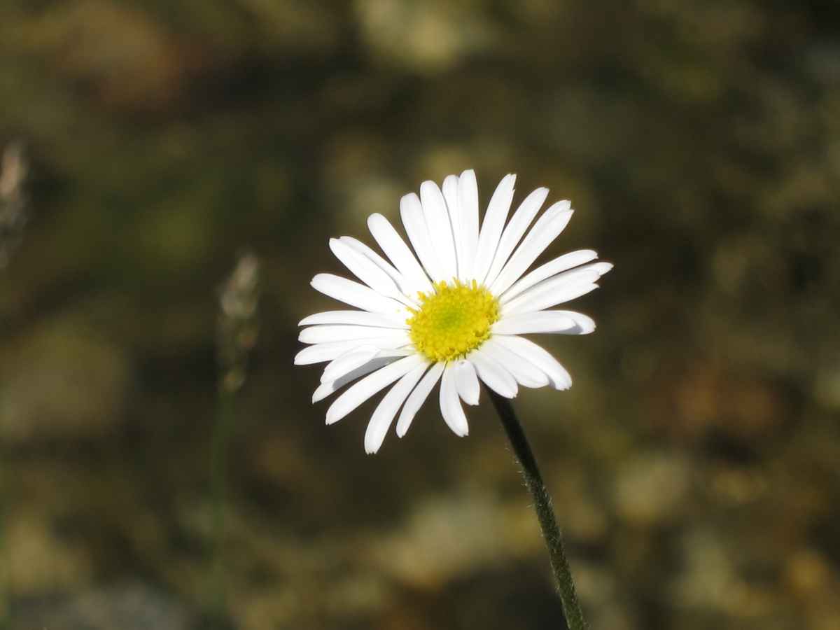 Gänseblümchen Daisy