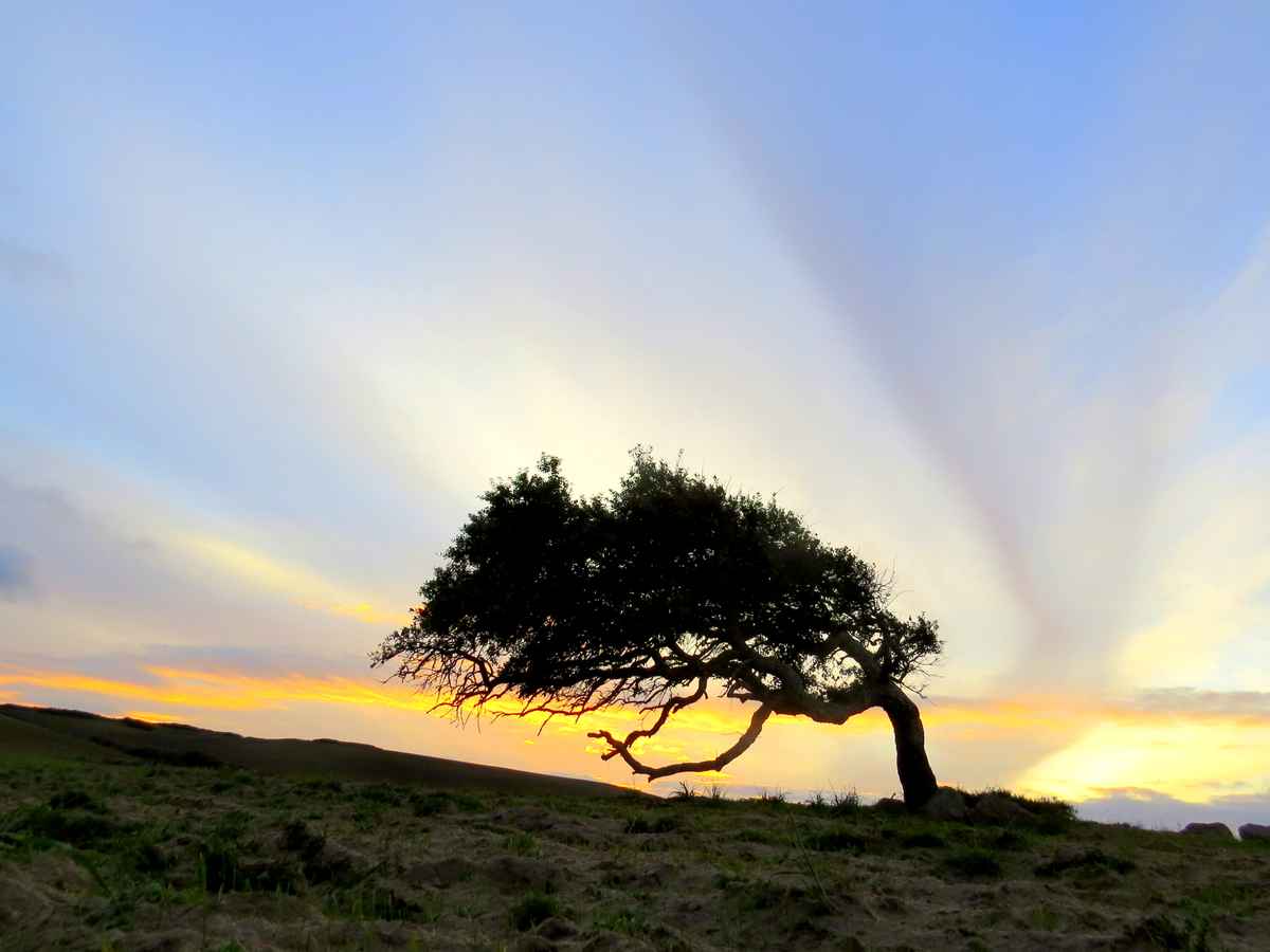 Korkeiche im dynamischen Wolkenbild