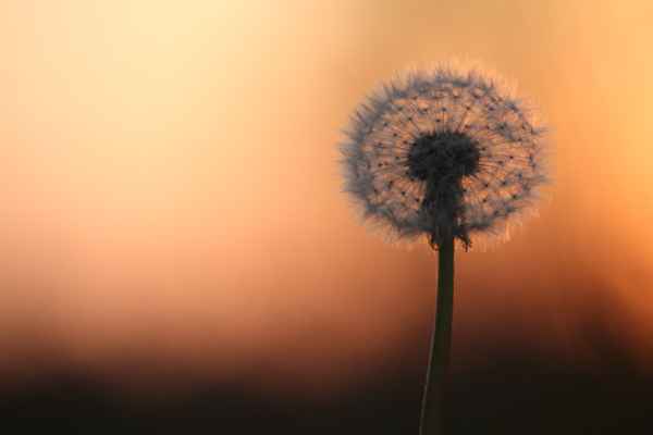 Pusteblume