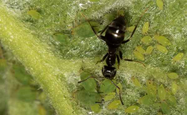 Ameise bei Blattlauspflege