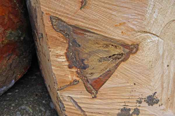 «Schmetterling» im Stammschnitt