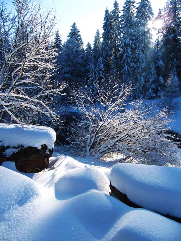 Wo die Sonne den (Winter-) Wald durchbricht