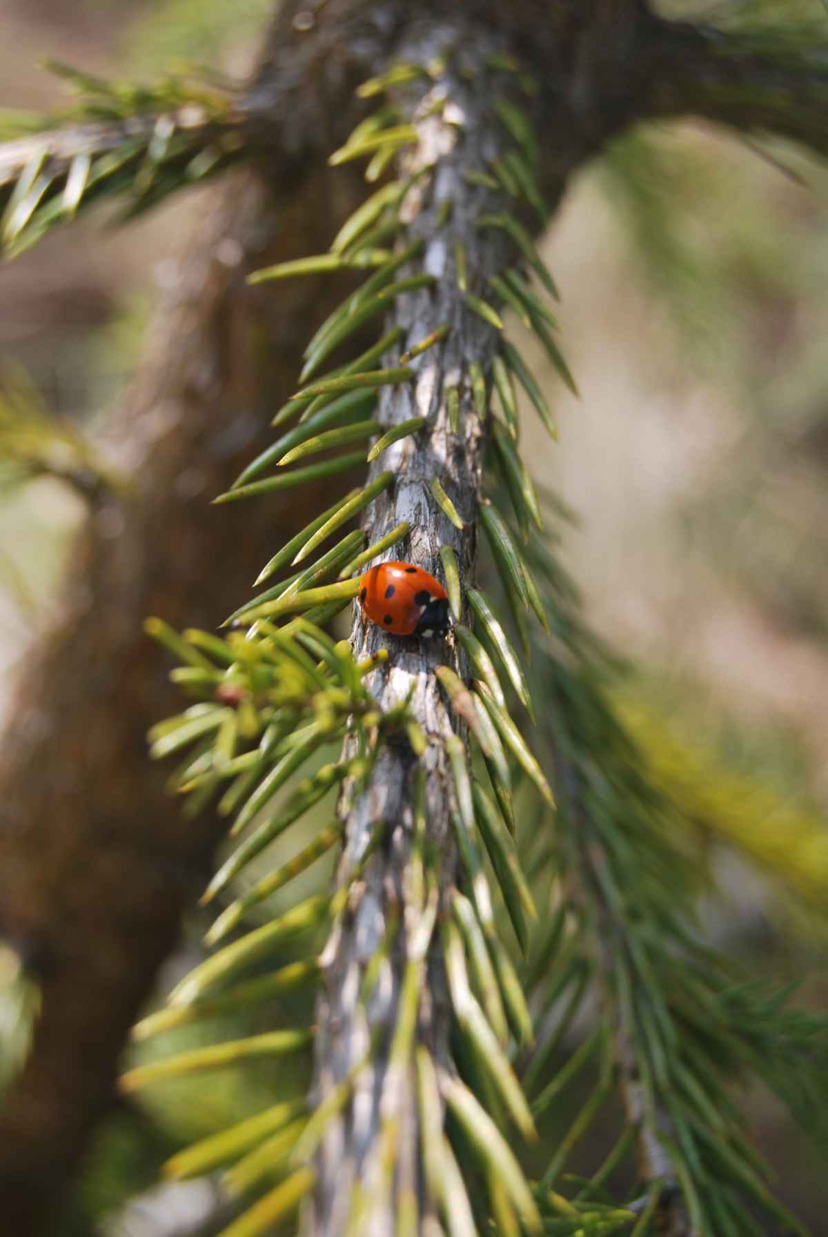 gemütliches Sonnenbad