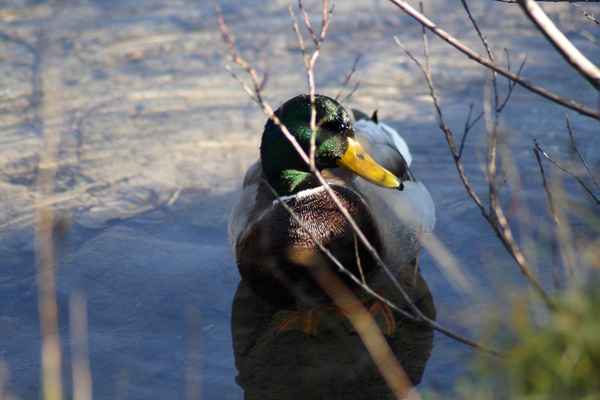 Ente gut Gans noch besser