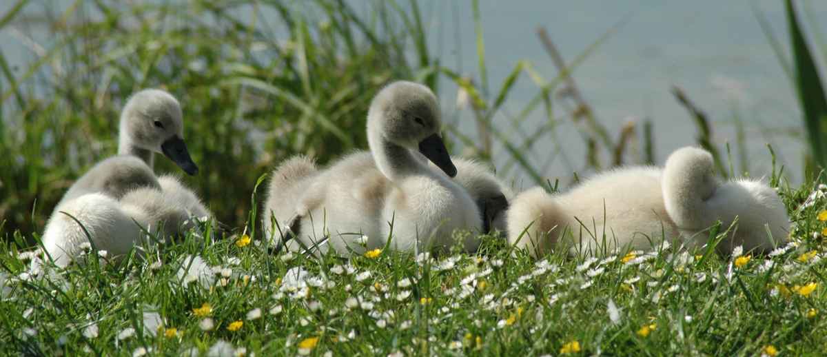 Jungschwäne