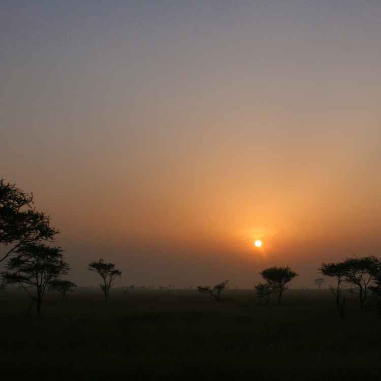 Morgens in der Savanne