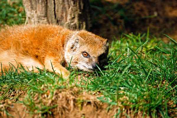 Fuchsmanguste