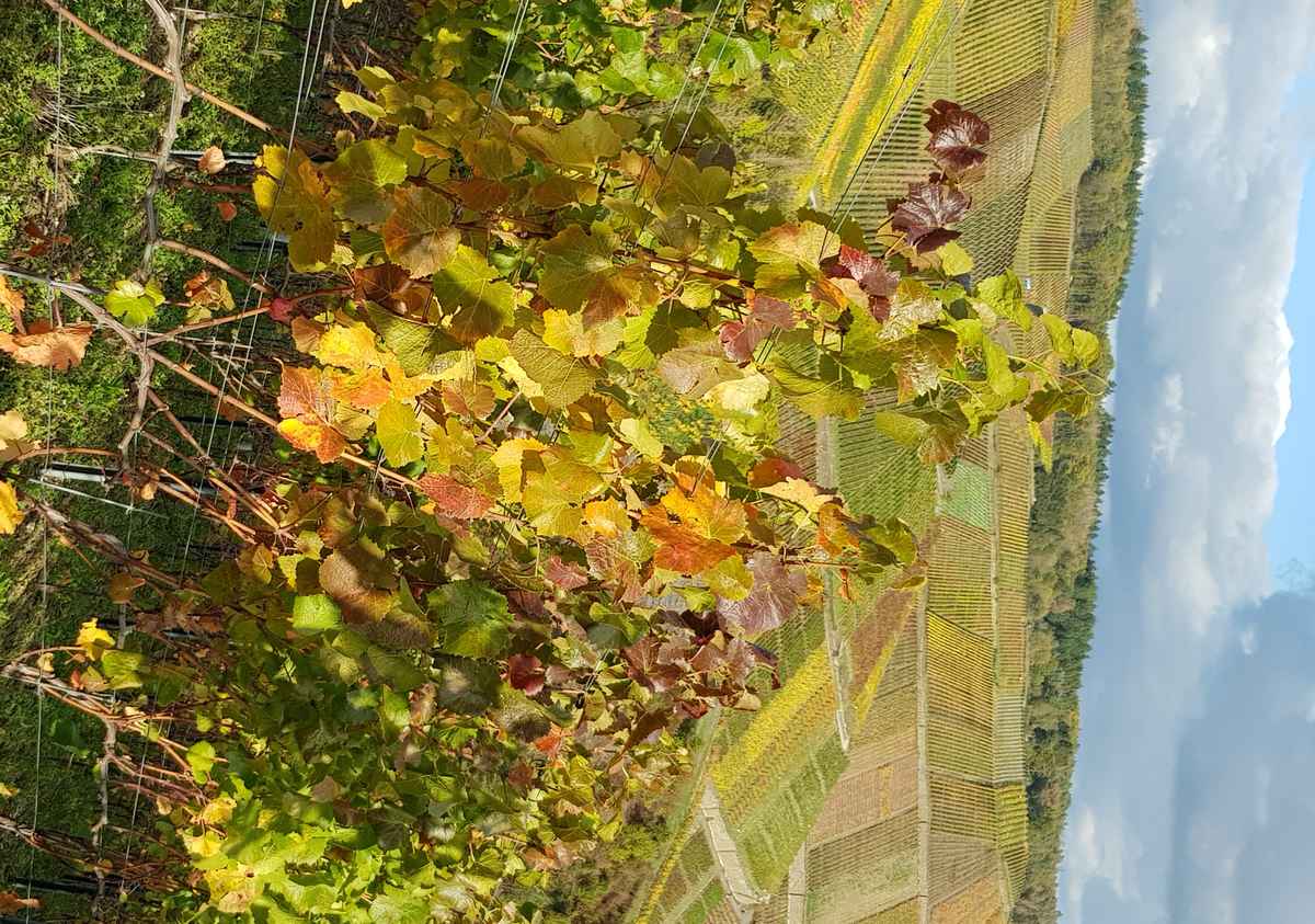 Herbstimmung in den Weinbergen an der Ahr