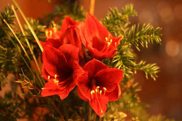 Weihnachtsamaryllis