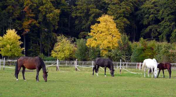 Pferdekoppel im Herbst #3