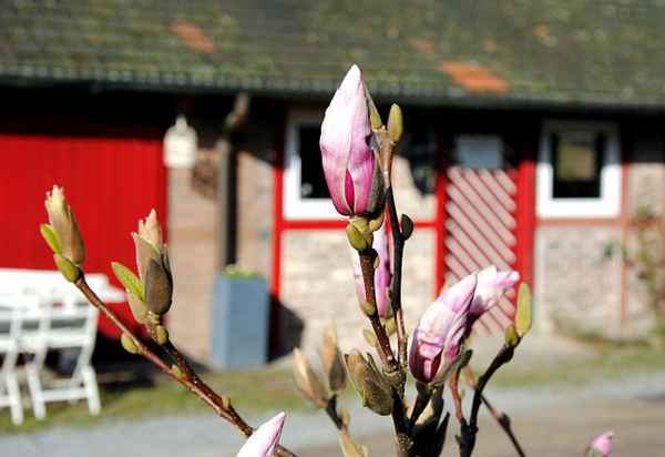 Magnolienknospe