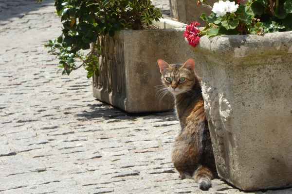 Ist Besucherandrang gewohnt