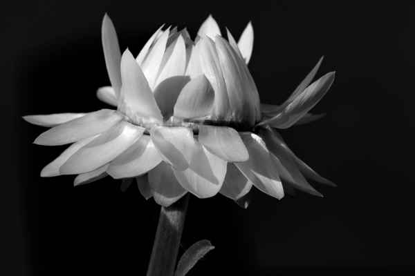 Strohblume Schwarzweißfotografie