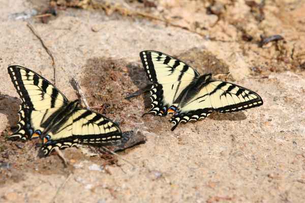 Sommer(vögel) am Boya-Lake