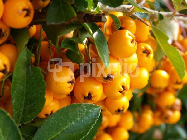 Orange Beeren