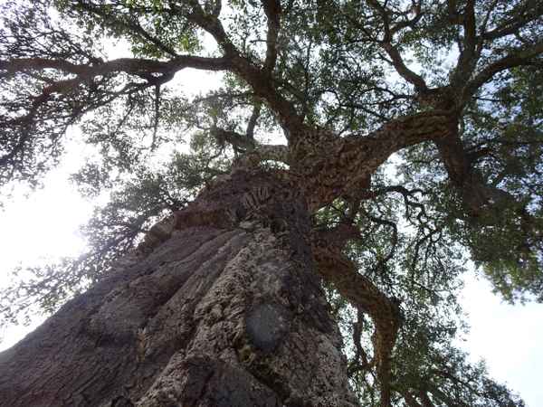 Korkeiche_auf_Madeira