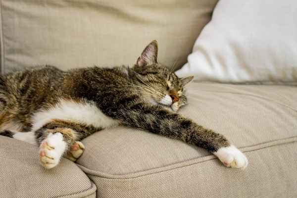 Schlafende Katze aus Sofa