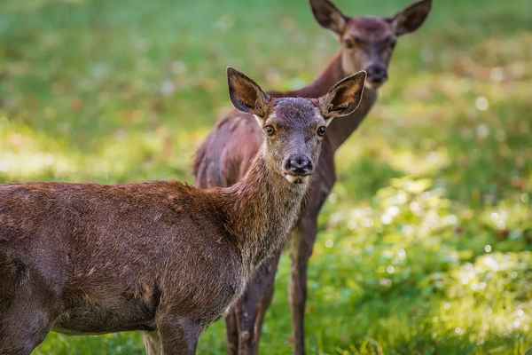 Rehe im Wald