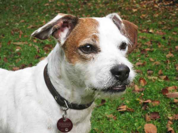 Jack Russel-Mischling / Portrait