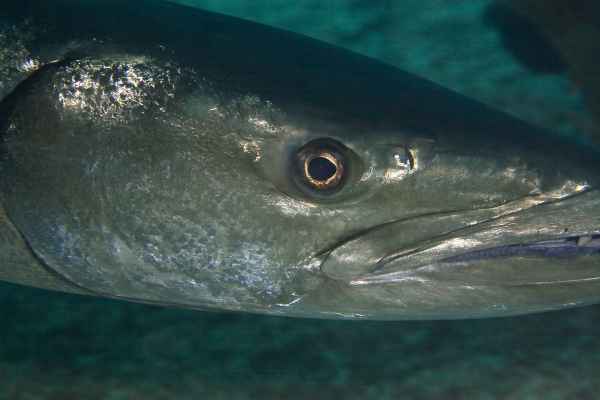 Zwei Meter Fisch aufs wesentliche reduziert
