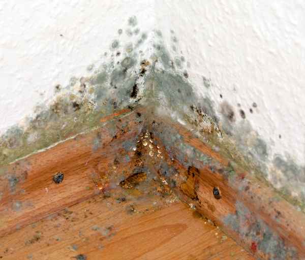 Schimmelpilze in der Wohnung
