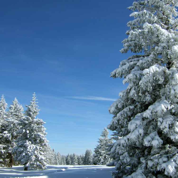 Verschneite Tannen unter blauem Himmel_4