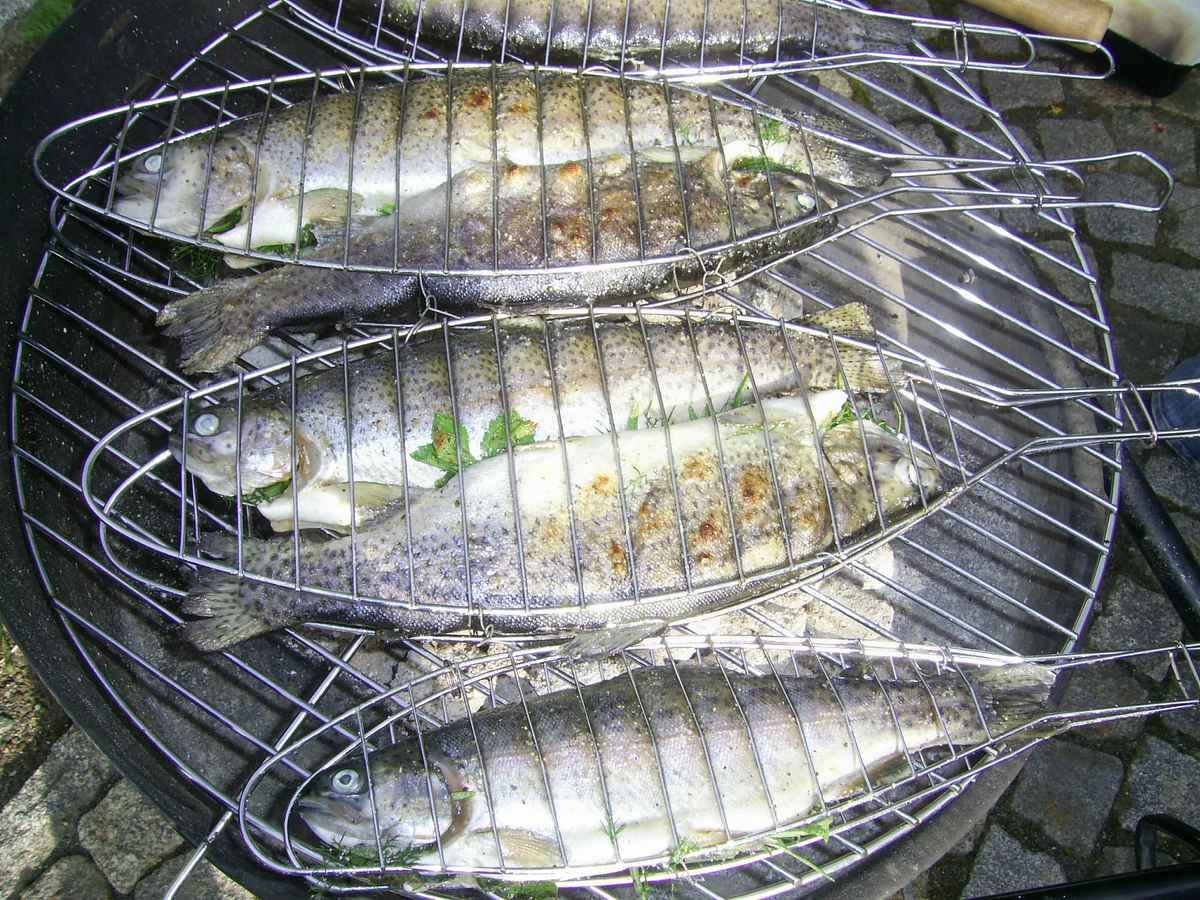 Forellen-grillen