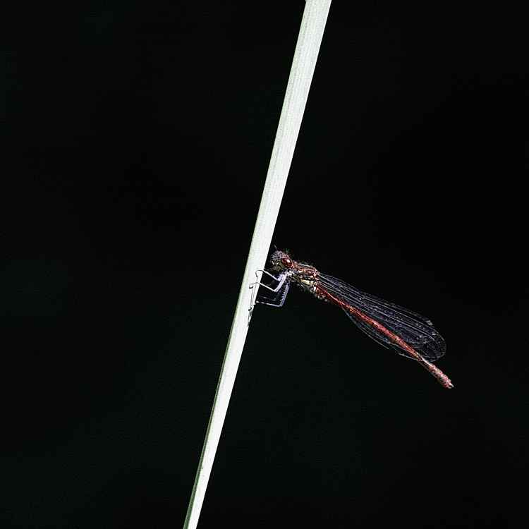 Libelle 2nd