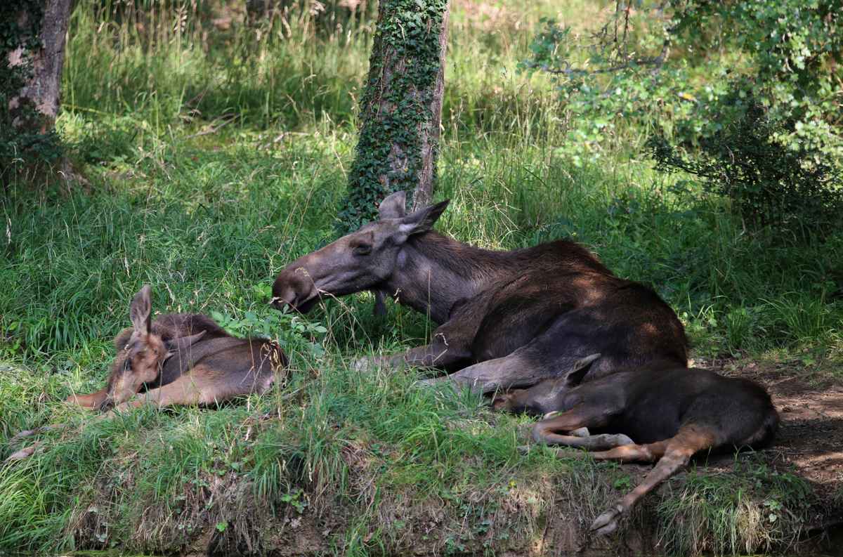 Mittagsruhe bei den Elchen