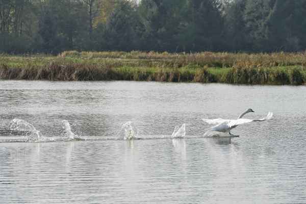 der Abzug des Verlierers