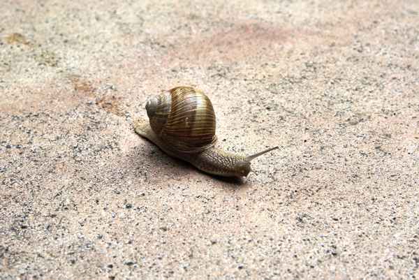 Schnecke