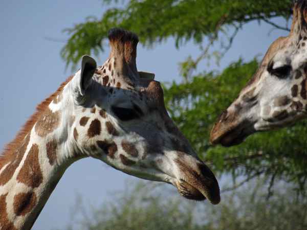 Giraffen